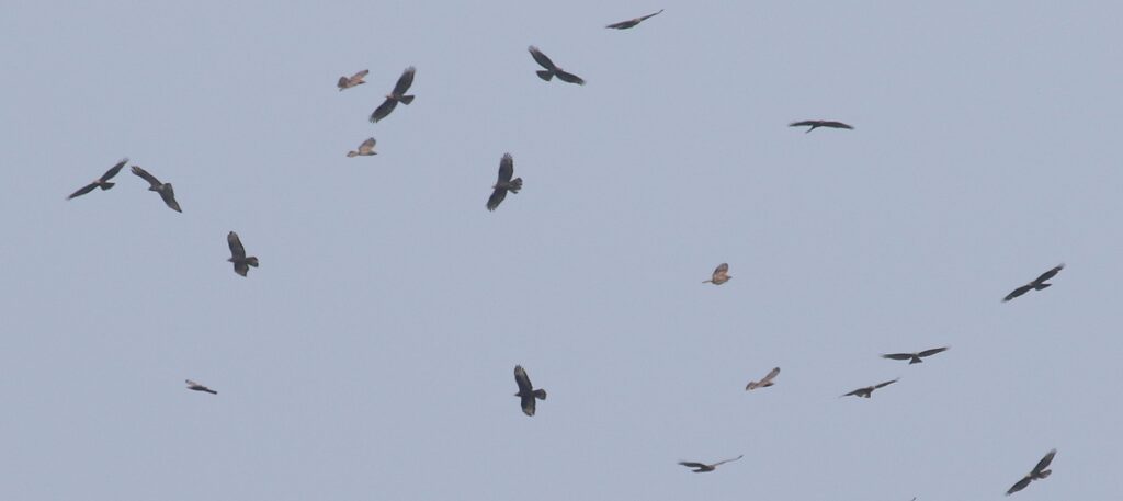 Georgia – Raptor Migration and Caucasian Specialities