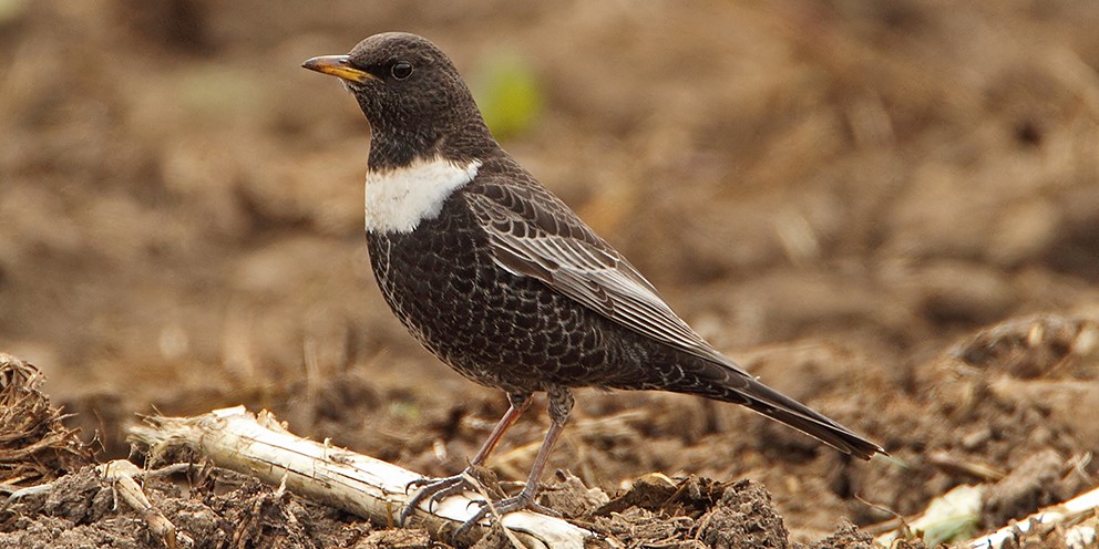Norfolk Spring Migration