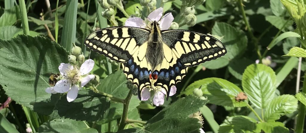 Norfolk Summer Wildlife