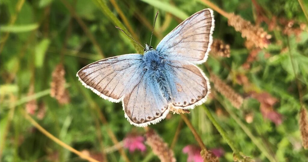 Hampshire & Dorset – Summer Wildlife