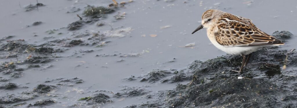 Norfolk Shorebird Spectacular