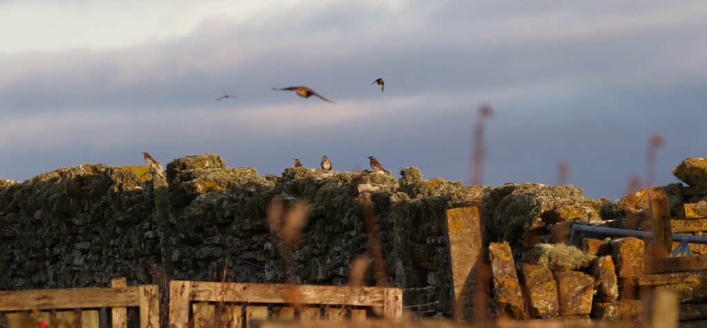 North Ronaldsay – Autumn Migration