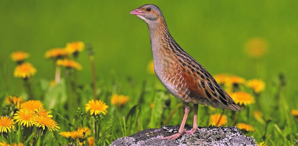 Outer Hebrides – Corncrakes and Skuas