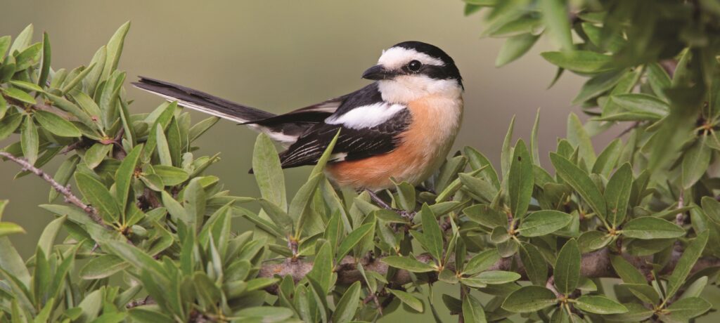Bulgaria – Brilliant Balkan Birding!