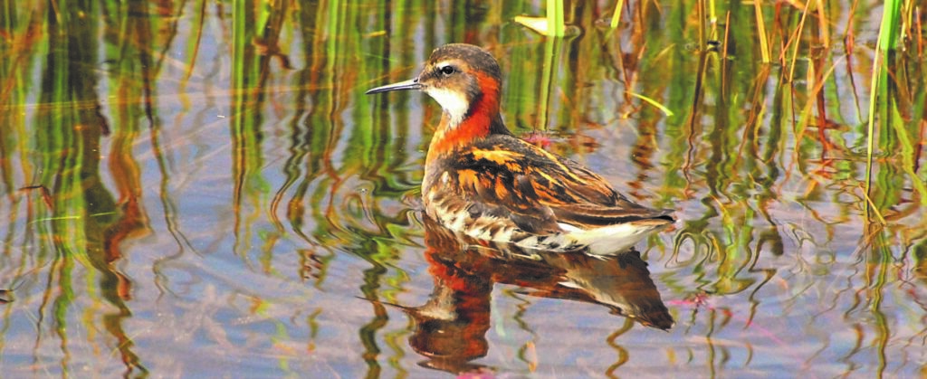 Shetland – Seabirds, Phalaropes and Late Spring Rares!