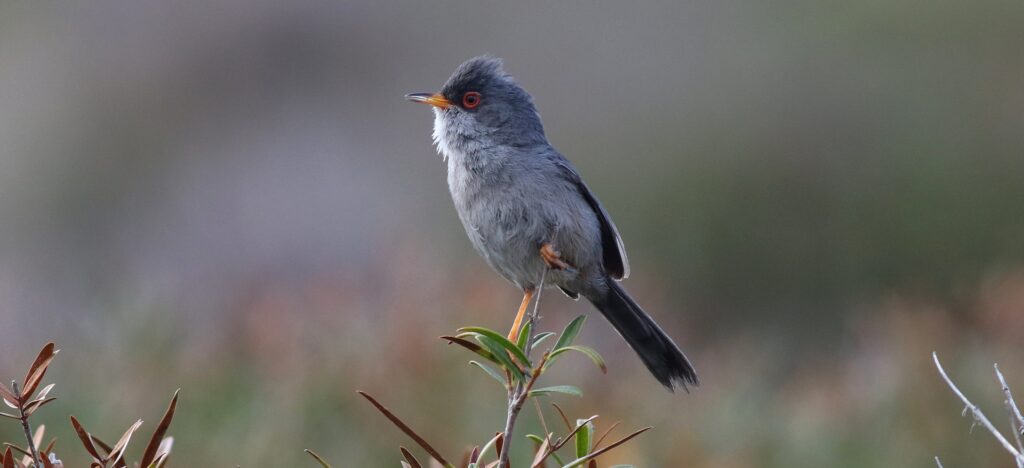 Mallorca & Cabrera – Balearic Birding in Spring