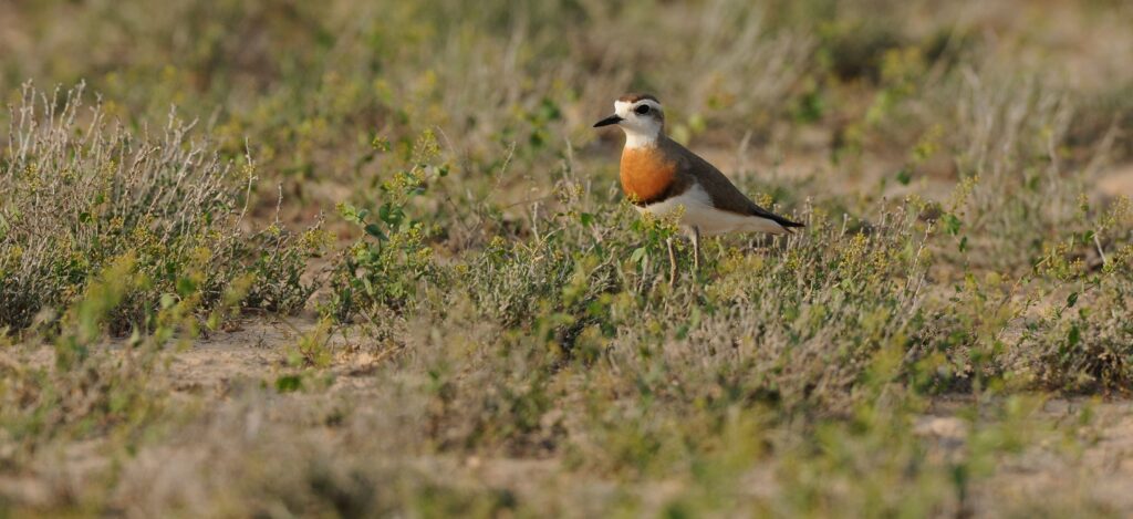 Kazakhstan & Kyrgyzstan – Birding Paradise of Central Asia