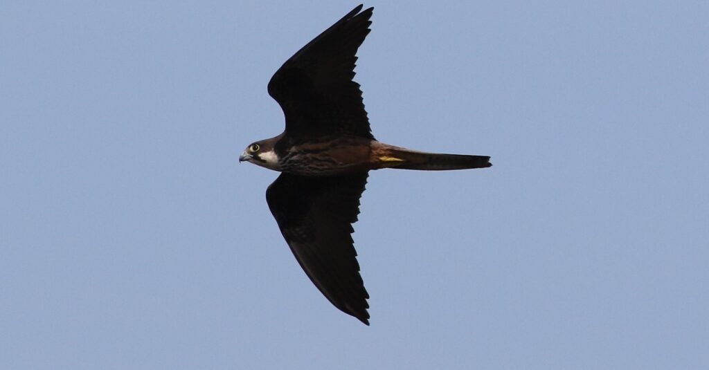 Mallorca & Cabrera – Balearic Birding in Autumn