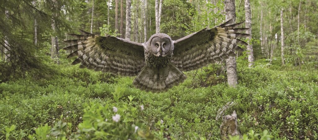 Finland – The Owls Tour