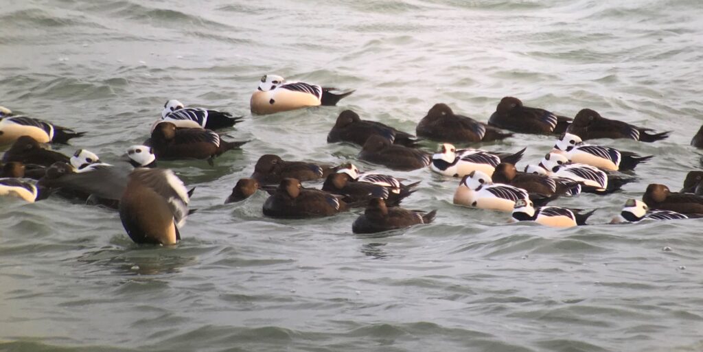 Estonia – Steller’s Eiders & Taiga Forests