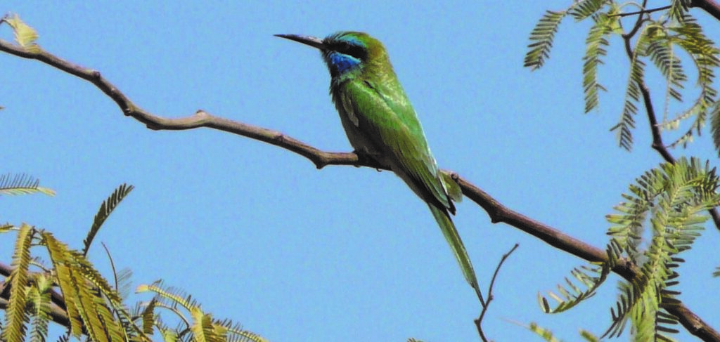Israel – Arava Valley Flyway