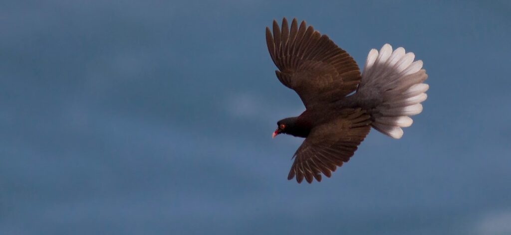 Canary Islands – Birding on the Edge of Europe