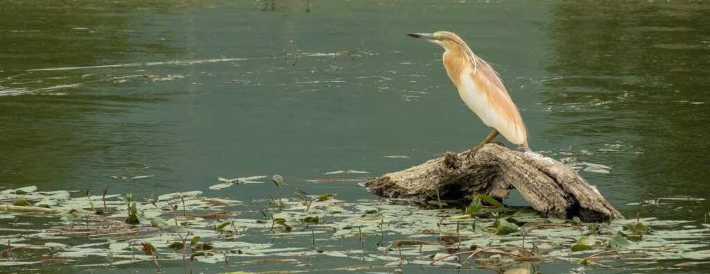 Romania – Danube Delta & Dobrogea Plain