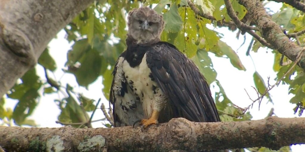 Panama – Canopy Camp Darien & Harpy Eagle