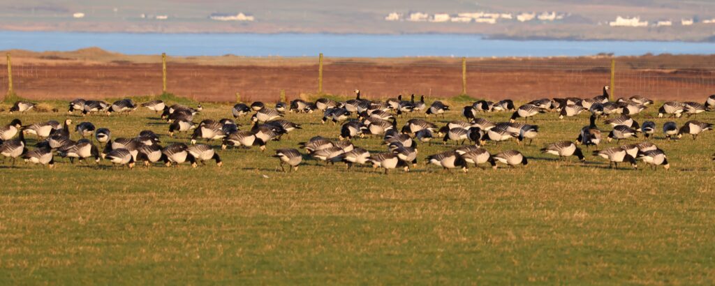 Islay – Hebridean Winter Wildlife