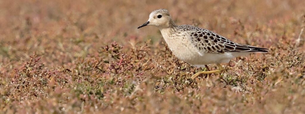Wexford and Cork – Waders Galore!