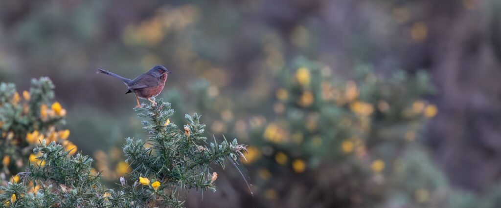 Norfolk & Suffolk – Minsmere and The Broads in Spring