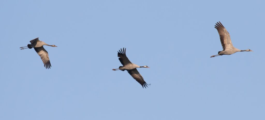 Norfolk & Suffolk – Minsmere and The Broads in Winter